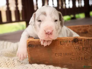 Great Dane dogs for sale: Santiago - Ad 1