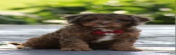 Cavapoo dogs for sale: Oliver - Ad 3