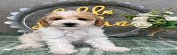 Miniature Poodle dogs for sale: Roscoe - Ad 2