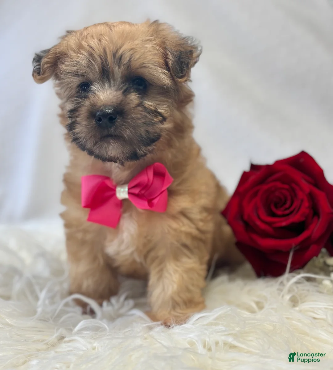 Morkie dogs for sale: Ava - Ad 8