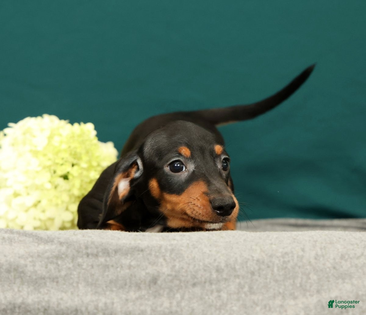 Miniature Dachshund dogs Popsicle - Ad 1