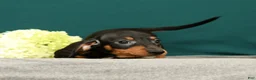 Miniature Dachshund dogs for sale: Popsicle - Ad 1
