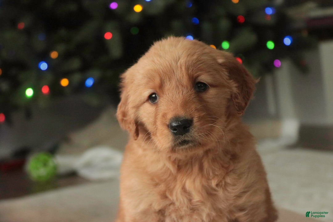 Golden Retriever dogs for sale: Serenity - AKC - Ad 6