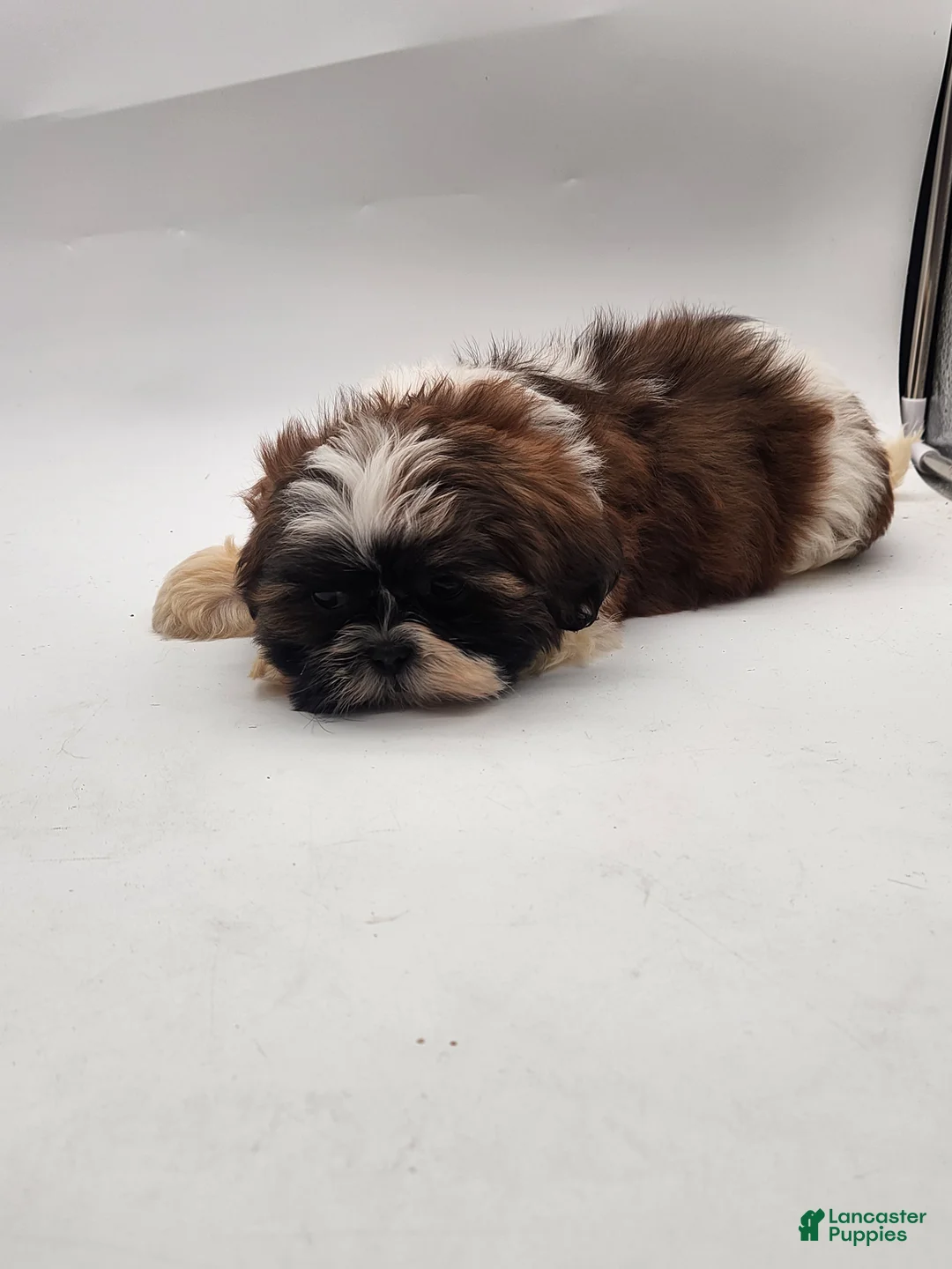 Shih Tzu dogs for sale: Shih Tzu Puppy 1 - Ad 3