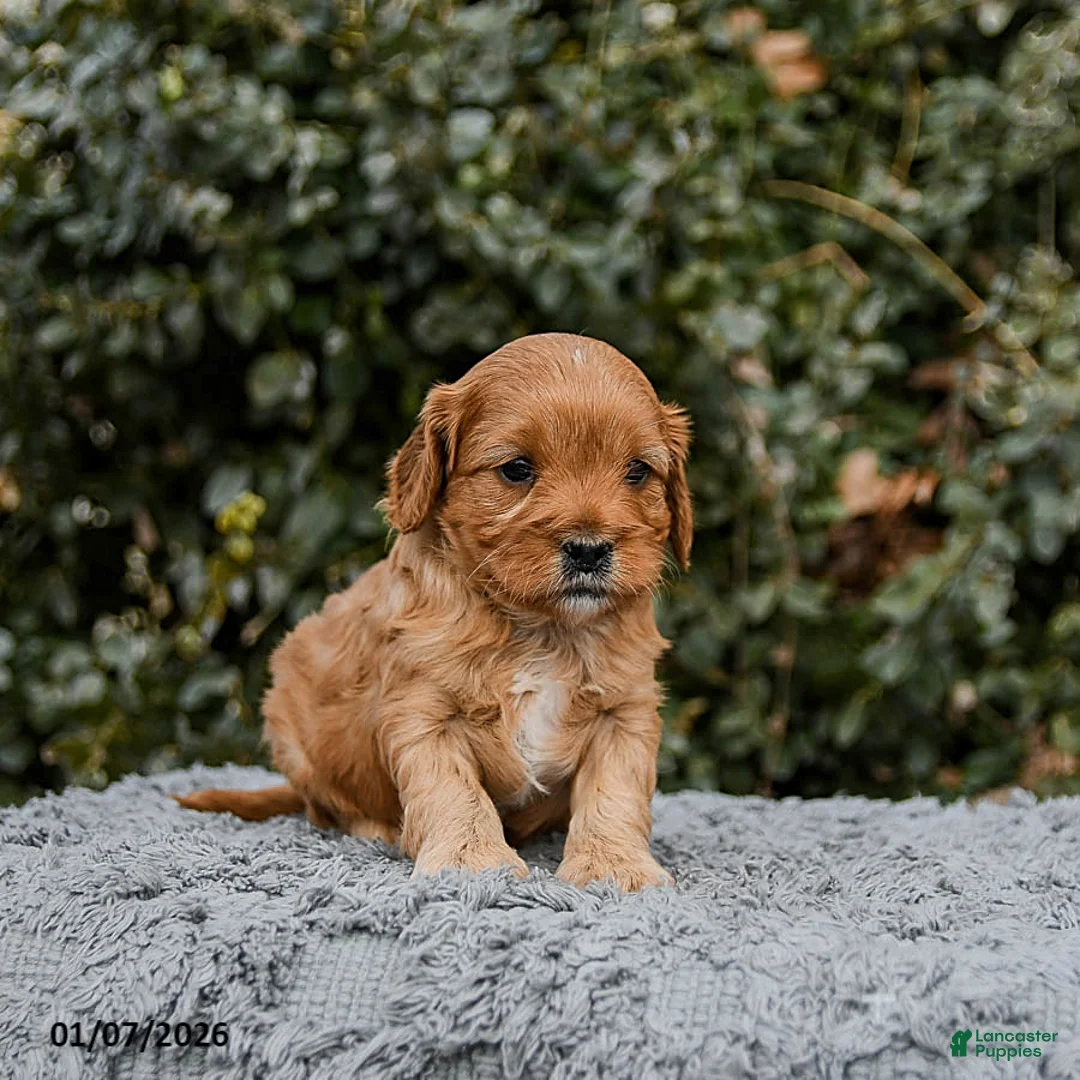 Cavapoo dogs for sale: Mighty - Ad 2