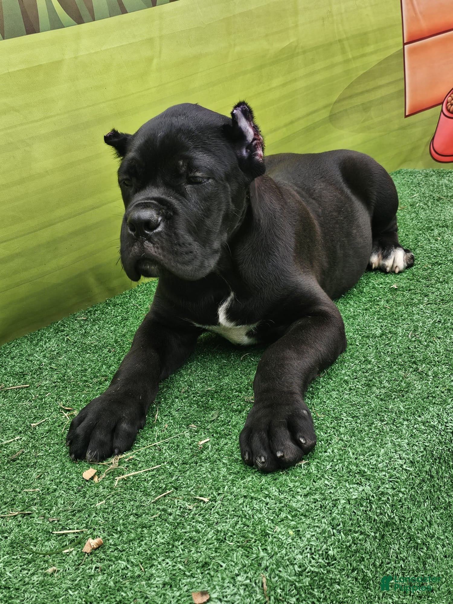 Cane Corso dogs MELLO - Ad 2