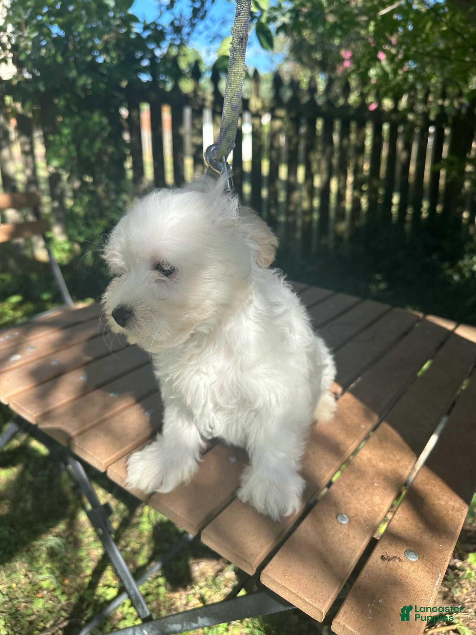 Maltese dogs Maltese 1 - Ad 1