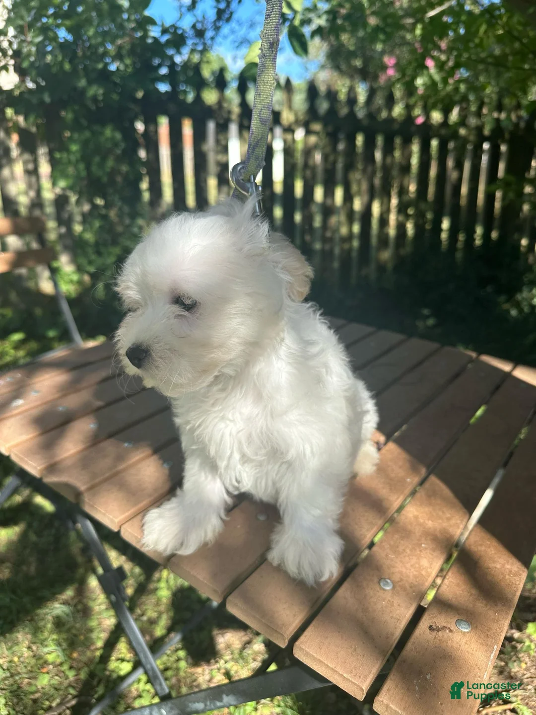 Maltese dogs for sale: Maltese 1 - Ad 1