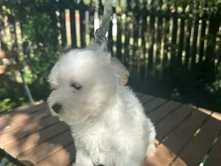 Maltese dogs for sale: Maltese 1 - Ad 2
