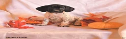 German Shorthaired Pointer dogs for sale: Crystal - Ad 1