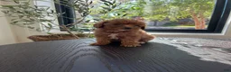 Cavapoo dogs for sale: Cavapoo 2 - Ad 4