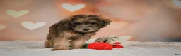 Yorkiepoo dogs for sale: Buttercup - Ad 8