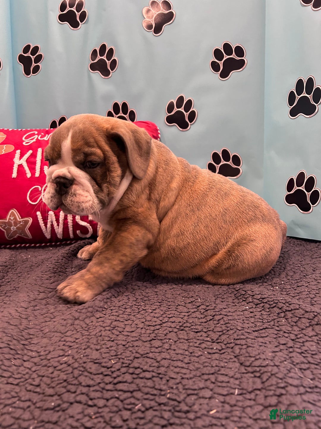 English Bulldog dogs for sale: LEO - Ad 11