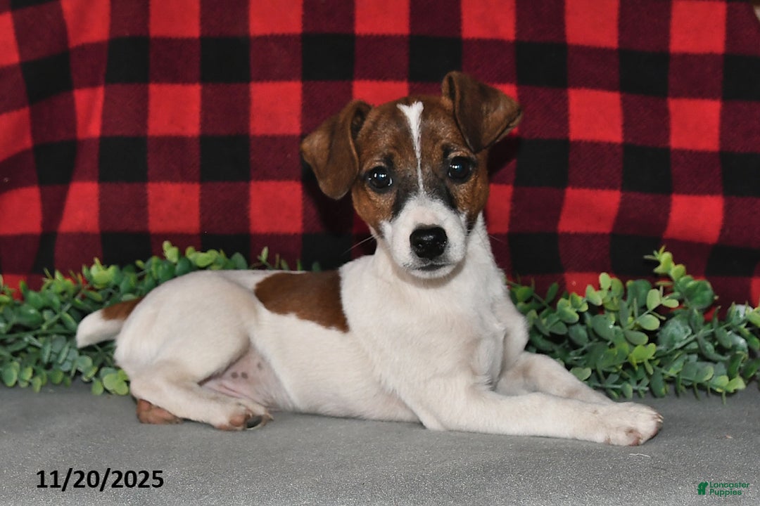 Jack Russell Terrier dogs for sale: Jasper - Ad 5