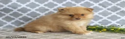 Pomeranian dogs for sale: Mandy - Ad 5