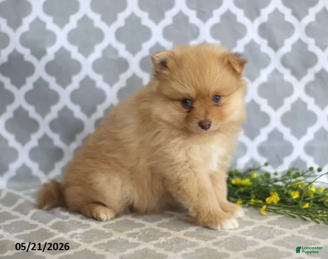 Pomeranian dogs for sale: Mandy - Ad 5