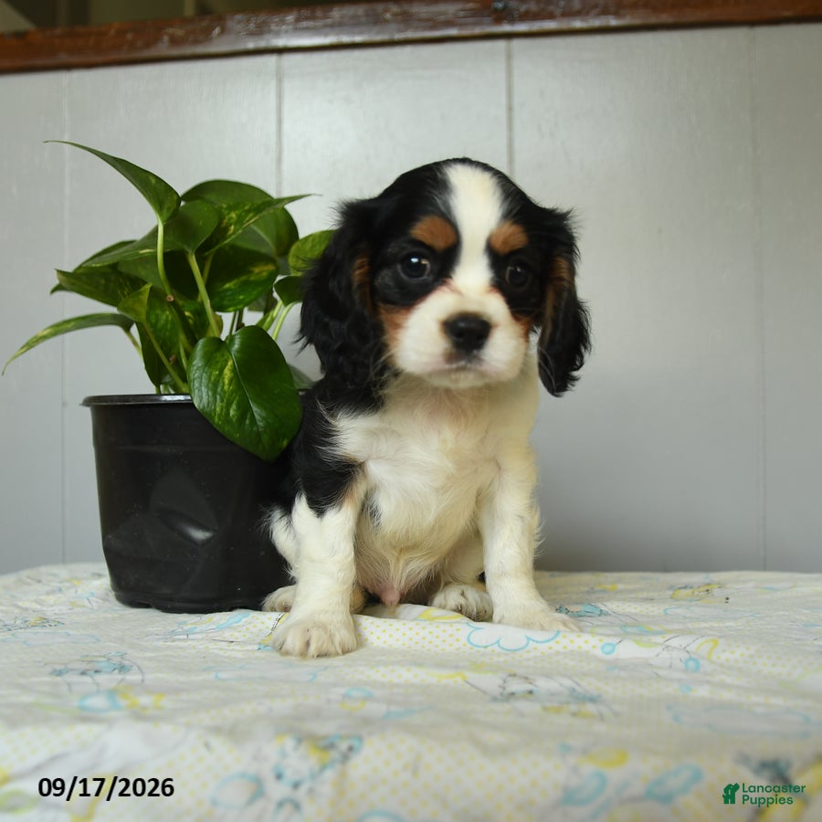 Cavalier King Charles Spaniel dogs Peter - Ad 1