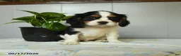 Cavalier King Charles Spaniel dogs for sale: Peter - Ad 1