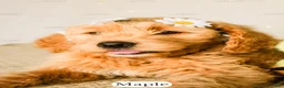 Goldendoodle dogs for sale: Maple - Ad 14