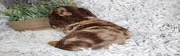 Dachshund dogs for sale: HARLEY - Ad 6