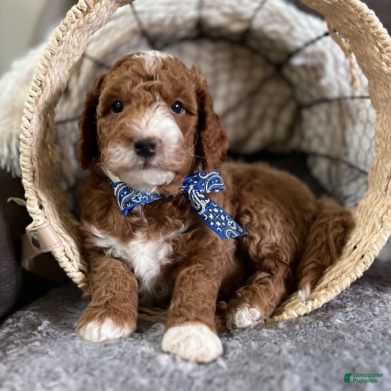 Goldendoodle dogs Bravo (Miniature Boy) - Ad 34