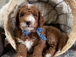 Mini Goldendoodle dogs Bravo (Miniature Boy) - Ad 32