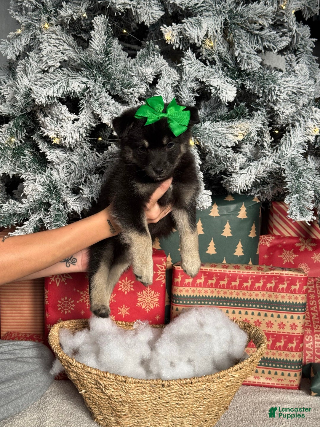 Pomsky dogs for sale: Jolly - Ad 3