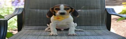 Beagle dogs for sale: Drew - Ad 1