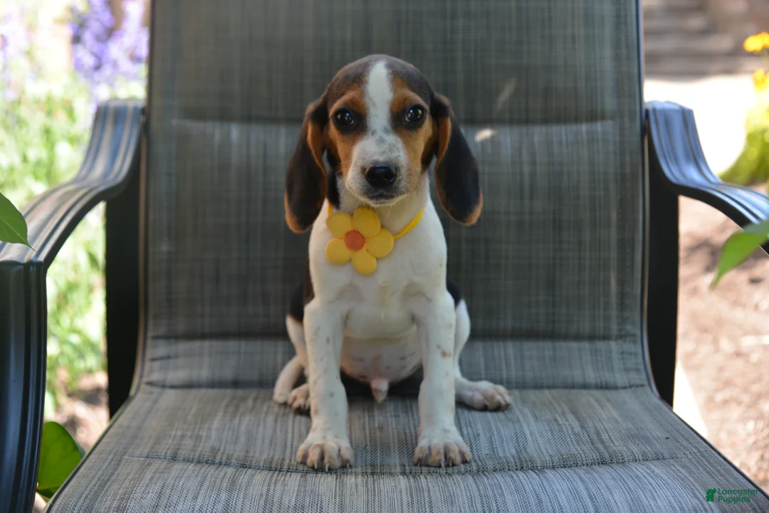 Beagle dogs for sale: Drew - Ad 1