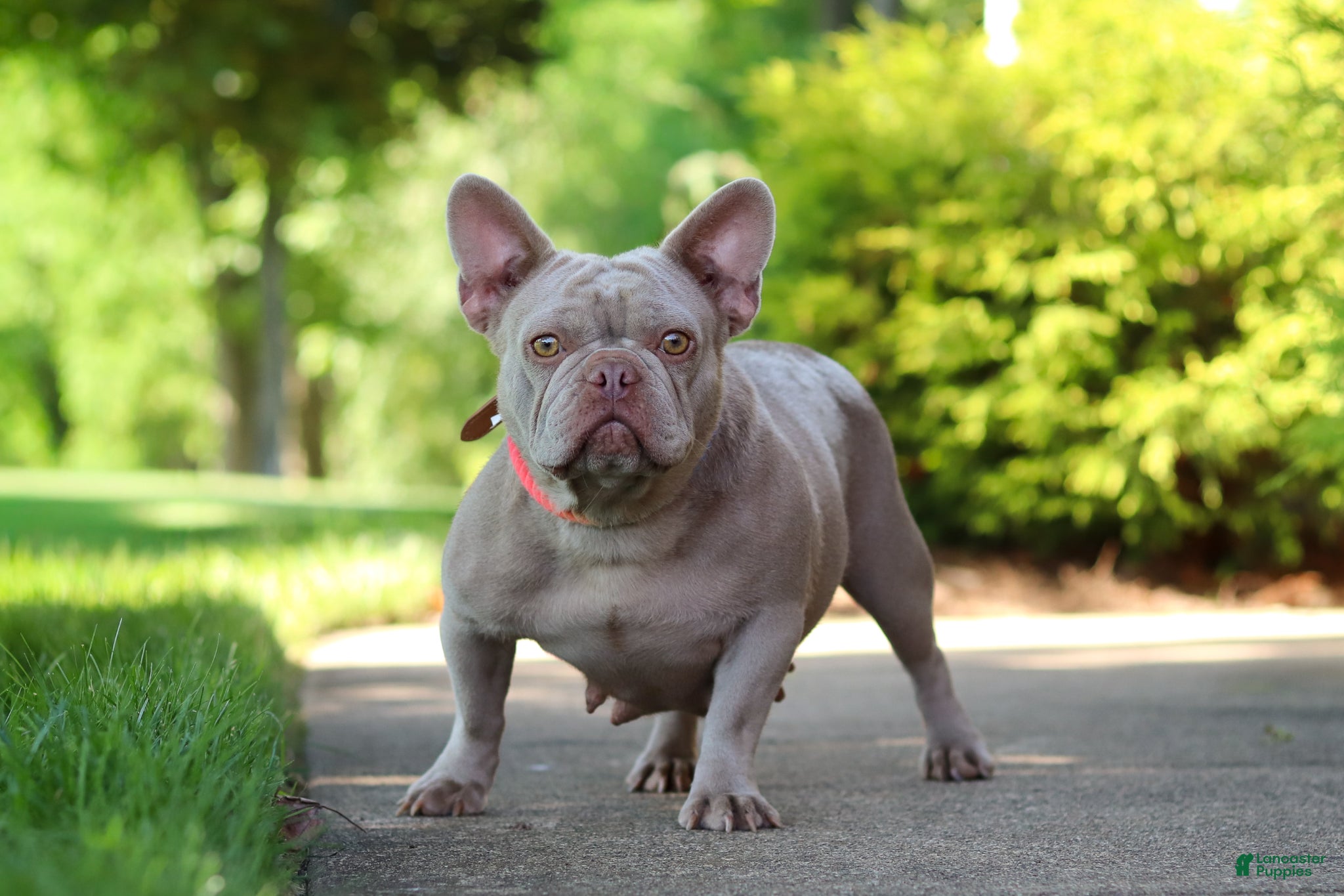 French Bulldog dogs for sale: Marshall - Ad 11
