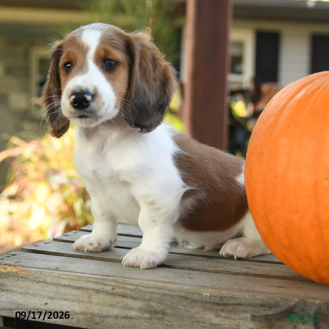 Miniature Dachshund dogs for sale: Frankfort - Ad 5