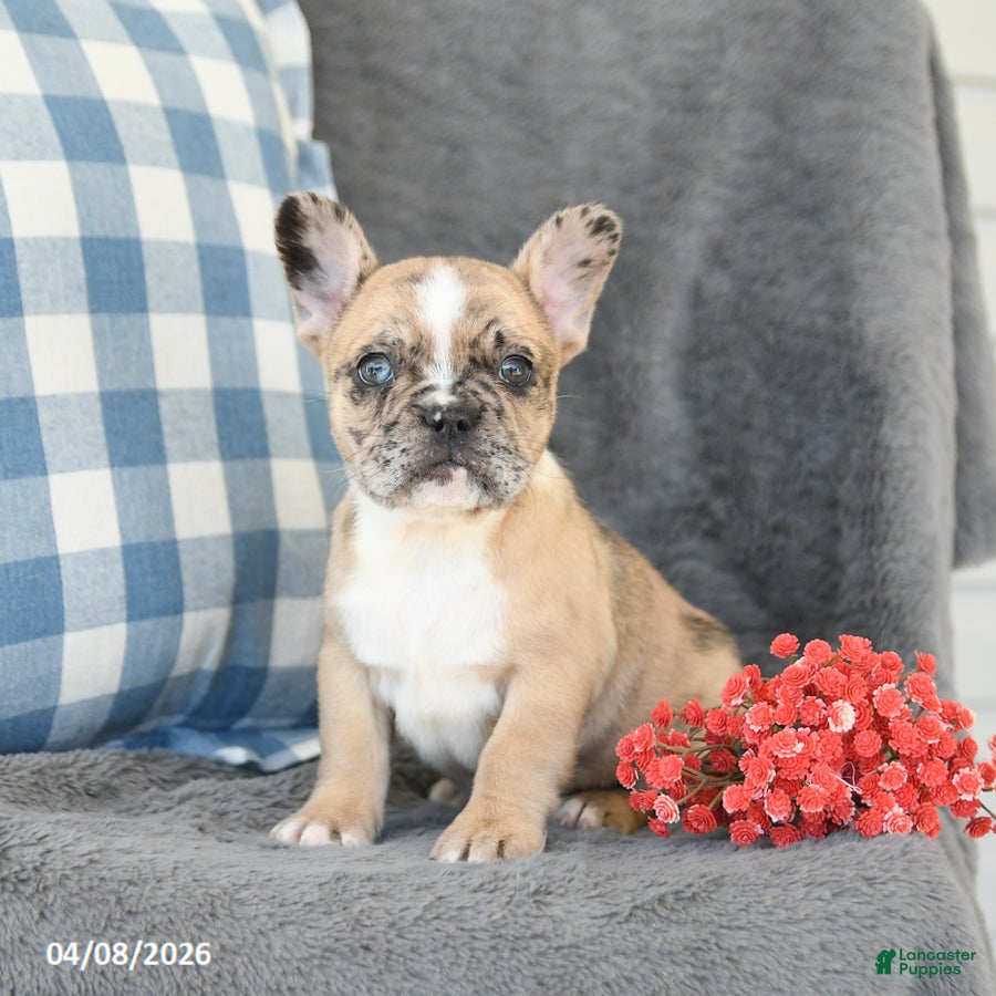 French Bulldog dogs Flora    - Ad 2