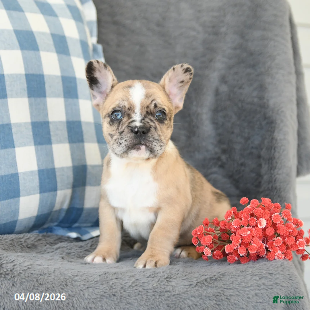 French Bulldog dogs for sale: Flora    - Ad 2