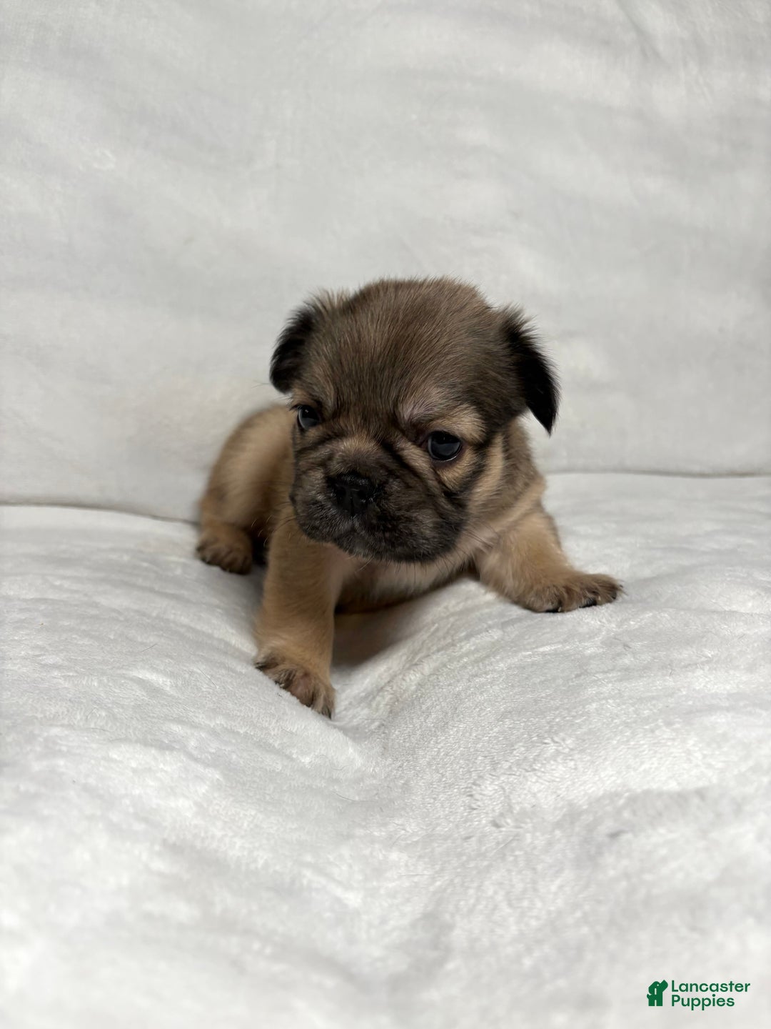 French Bulldog dogs for sale: Adira - Ad 8