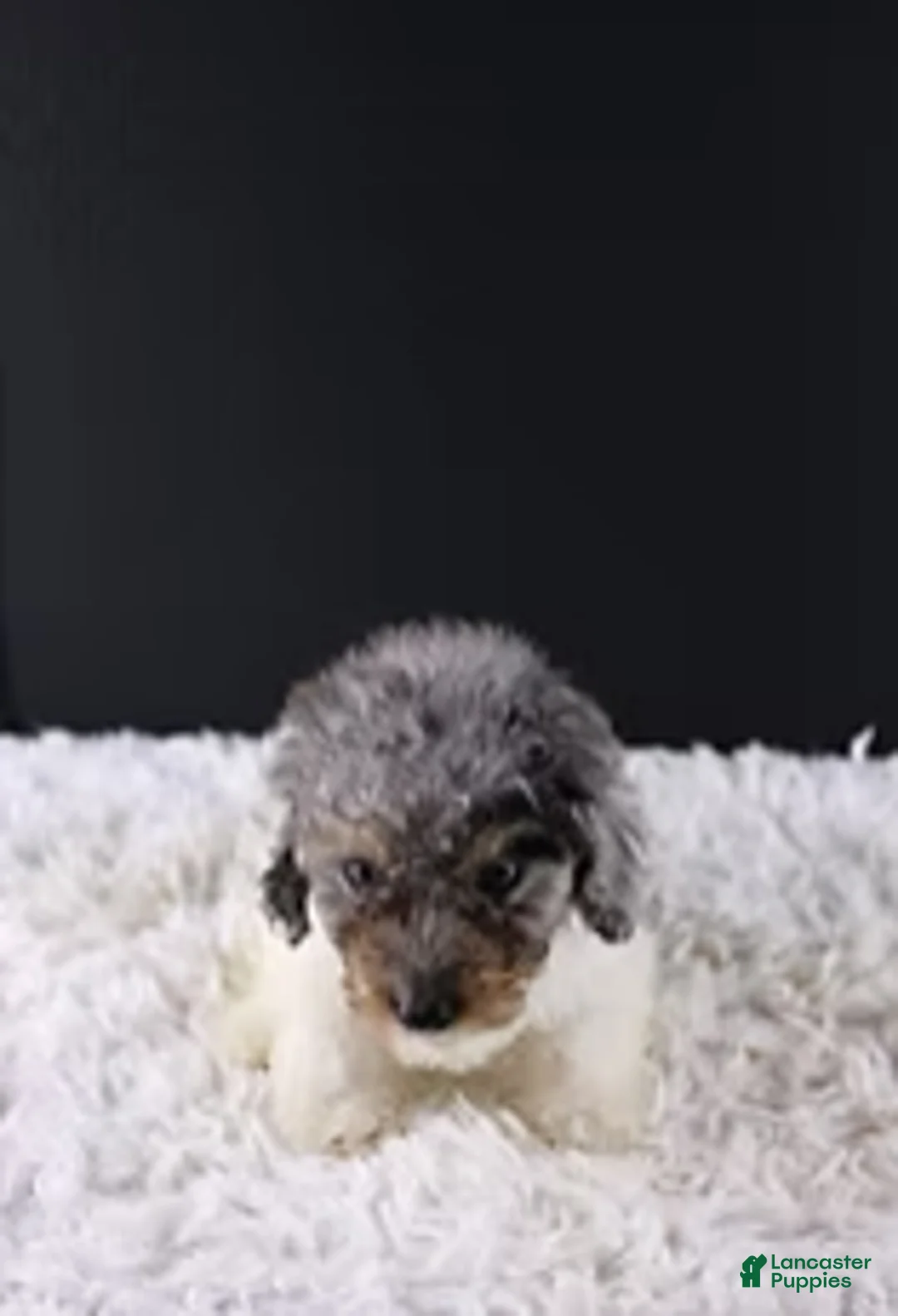 Toy Poodle dogs for sale: Jasper - Ad 2