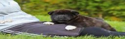 Akita dogs for sale: Nova - Ad 3