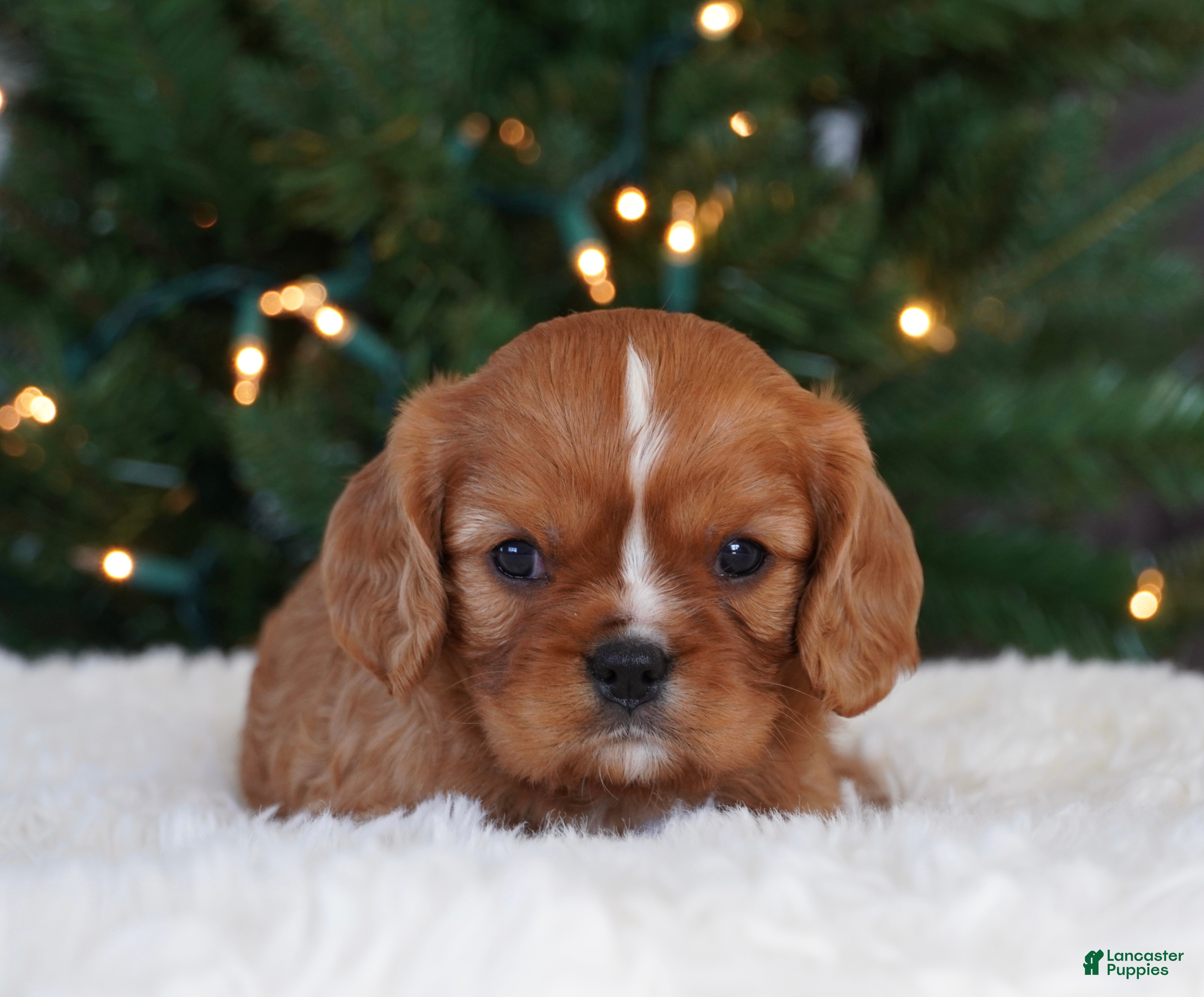 Cavalier King Charles Spaniel dogs Charolette  - Ad 21