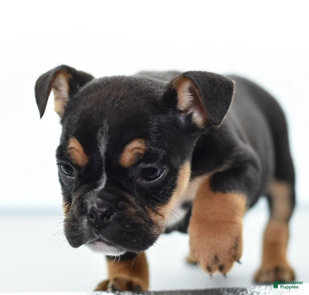 Mixed Breed dogs for sale: Lily tricolor hybrid  - Ad 25