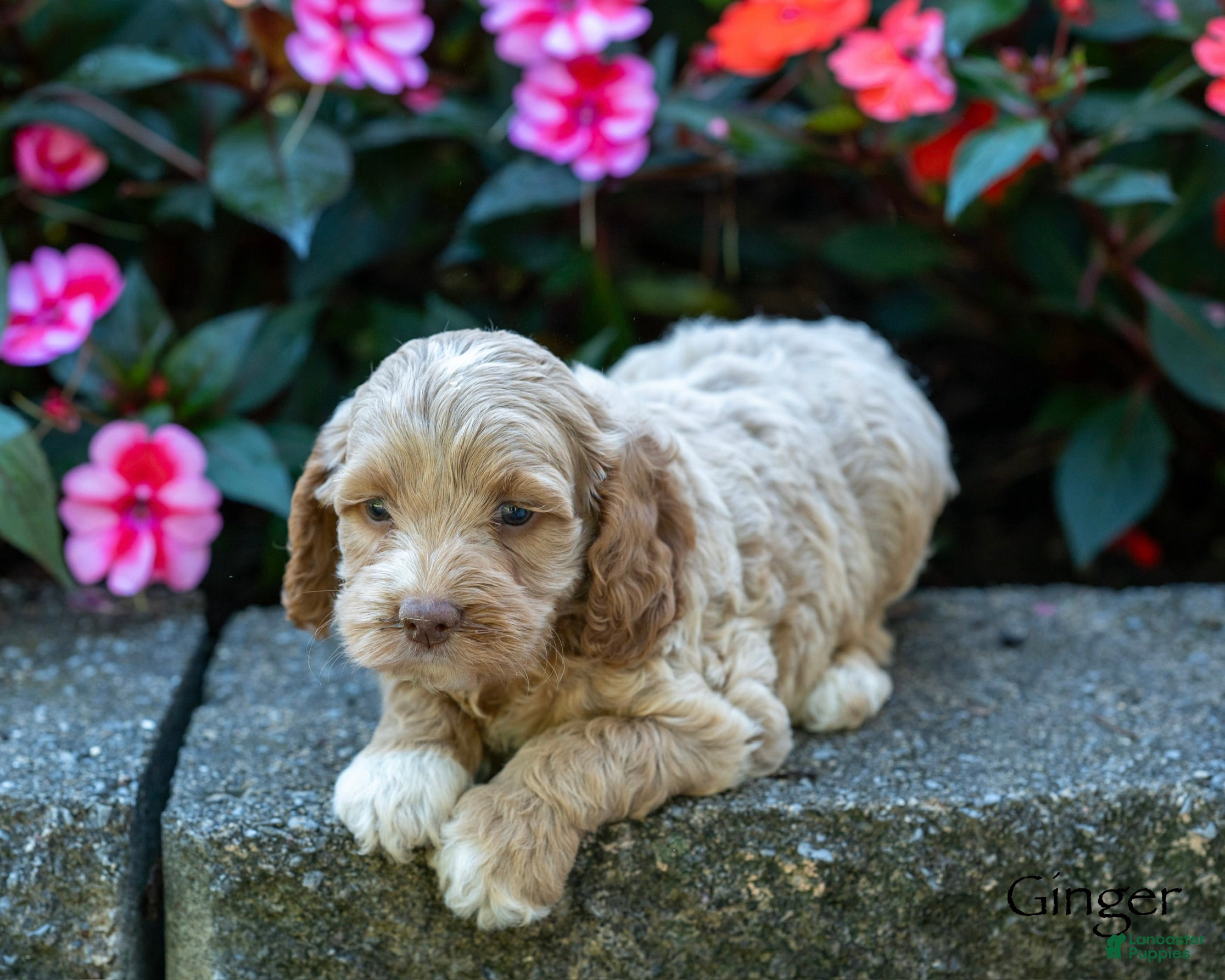 Cockapoo dogs Ginger - Ad 2