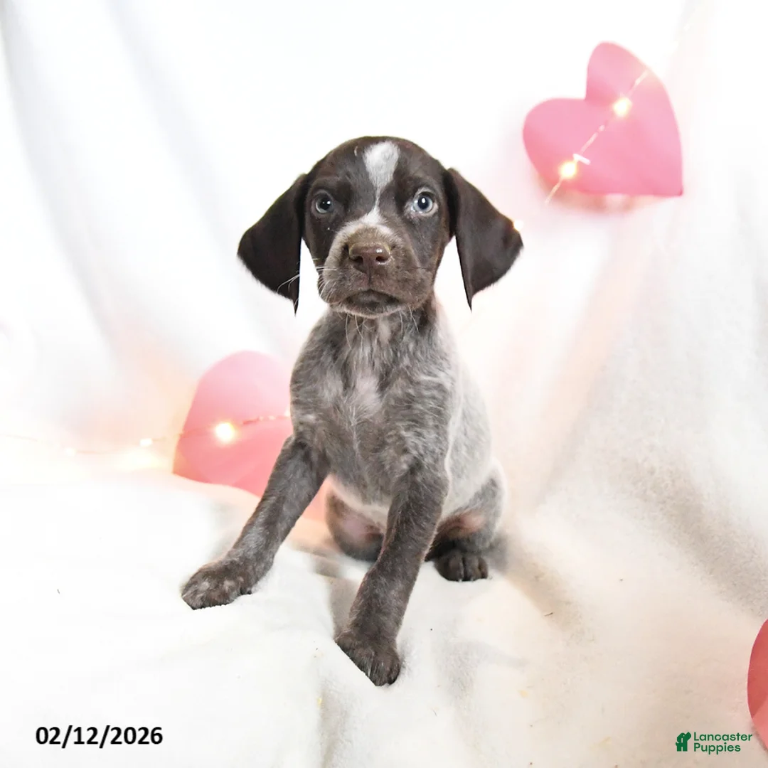 German Shorthaired Pointer dogs for sale: Ruby - Ad 5