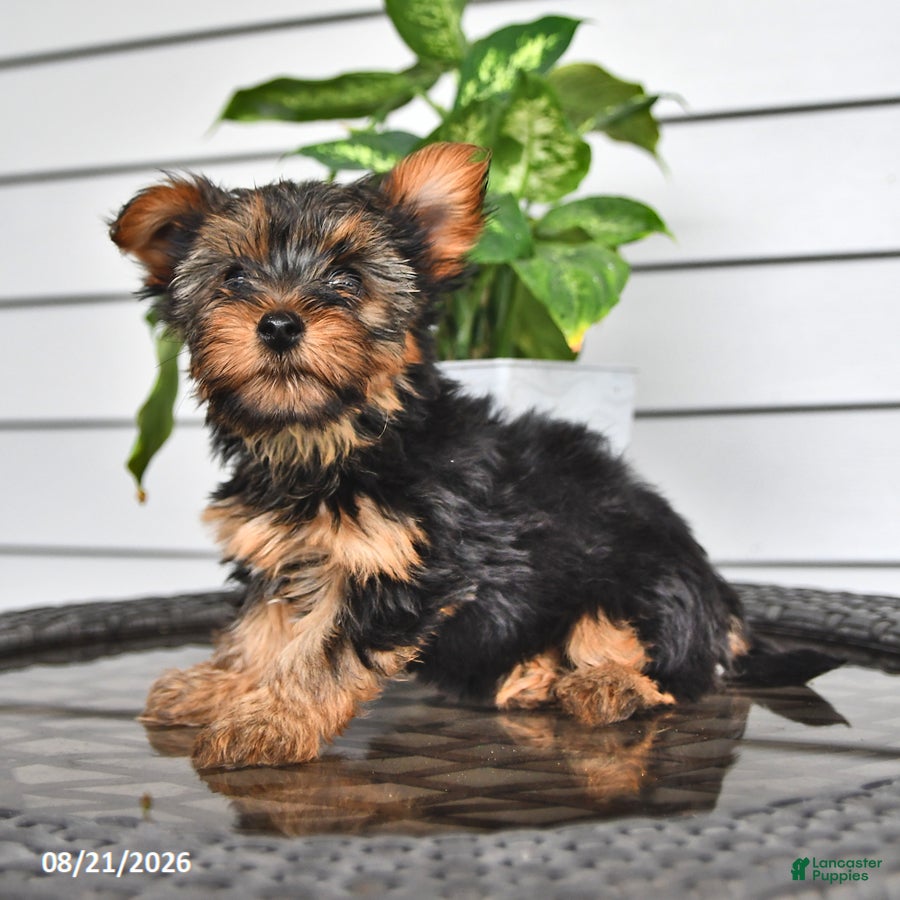 Yorkshire Terrier dogs Cathy - Ad 2