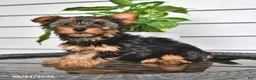Yorkshire Terrier dogs for sale: Cathy - Ad 2