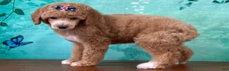 Miniature Poodle dogs for sale: Raya - Ad 2