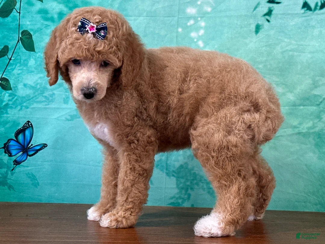 Miniature Poodle dogs for sale: Raya - Ad 2