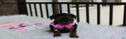 Yorkiepoo dogs for sale: Evelyn  - Ad 11
