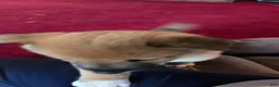Shiba Inu dogs for sale: Fawn Male - Ad 8