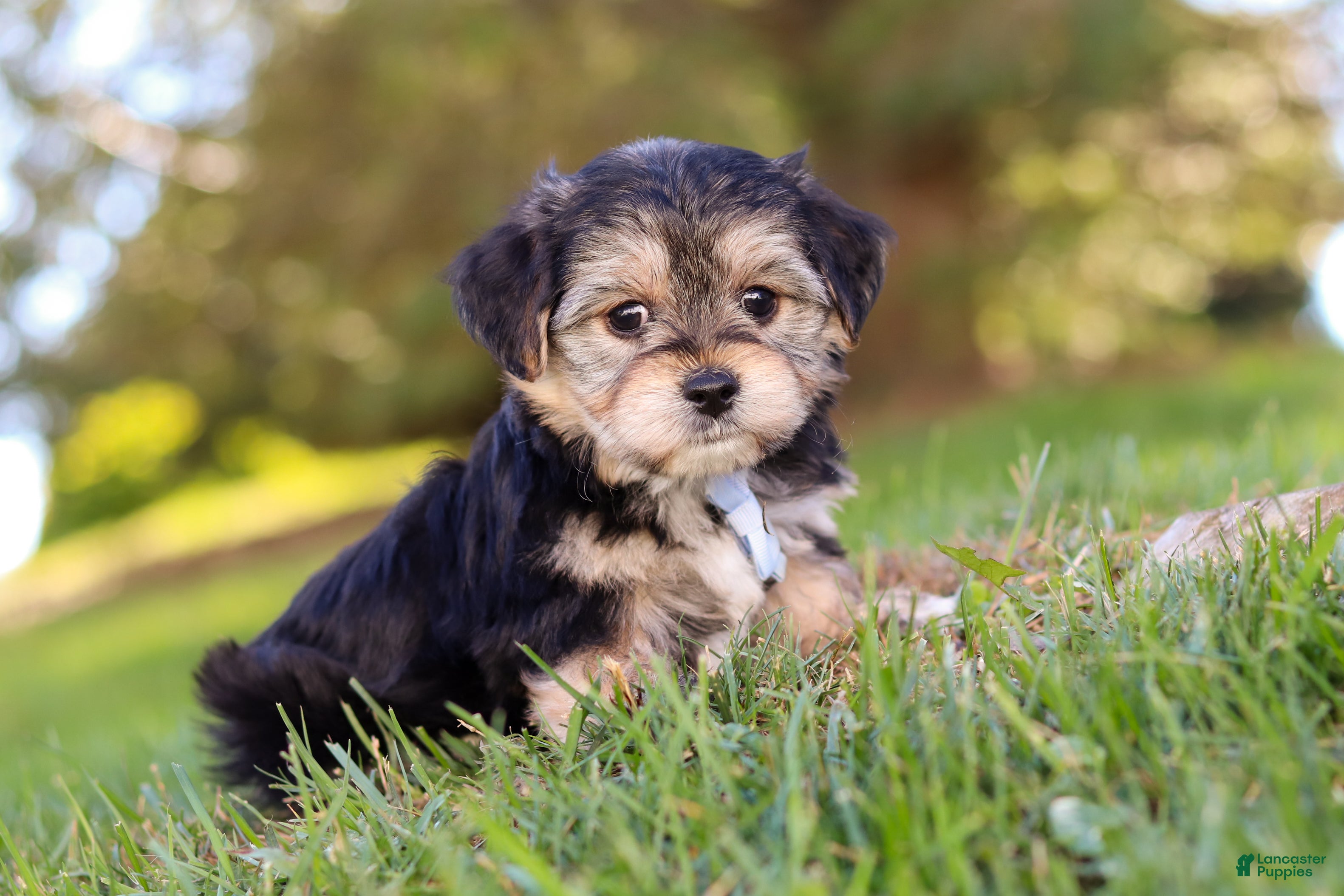 Morkie Puppies for sale Lancaster Puppies