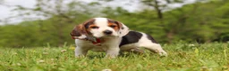 Beagle dogs for sale: Ranger - Ad 6