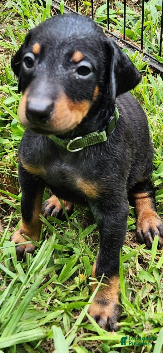 Doberman Pinscher dogs Doberman Pinscher Male 5 - Ad 11