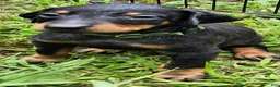 Doberman Pinscher dogs for sale: Doberman Pinscher Male 5 - Ad 1